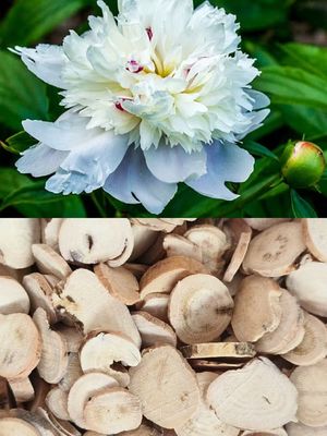 Natural Cultivation White Peony Root Traditional Chinese Peony Root