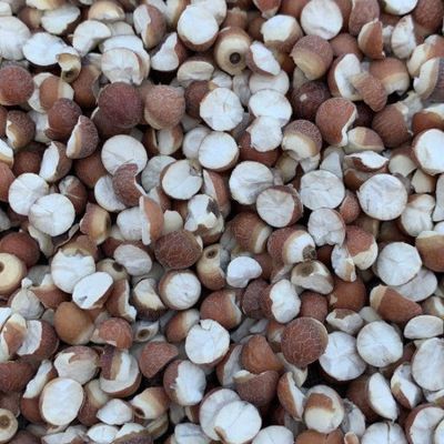 Organic Semen Euryales Health Food Ingredients Euryale Ferox Seed
