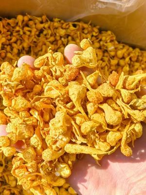 High Quality Dry Cordyceps Militaris Extract Cordiceps Cordyceps Sinensis Cordyceps Sinensis Mushroom