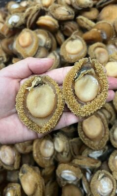 Dalian Dried Abalone Slice with Natural Flavor and One Year Shelf Life - HACCP FDA Approved Dry Seafood