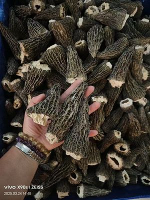 Natural Cultivation Morchella Esculenta Morel Mushroom ISO9001 Certified Dual-Purpose Edible and Medicinal Chinese Herbal Supplement