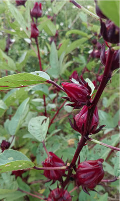 Beauty And Skin Care Hibiscus Flower Tea Hibiscus Sabdariffa L Tea