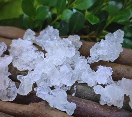 Sun Dried Xueyan Snow Swallow Natural And Organic For Health Food
