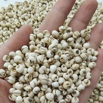 Fritillaria Chinese Herbal Medicines Organic Chinese Herbs