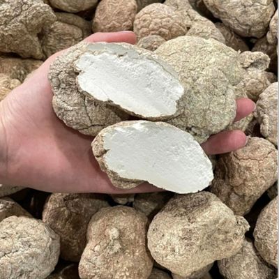 Indian Tiger Milk Fungus Chinese Traditional Medicine Natural Cultivation
