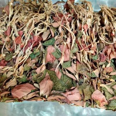 Dried Anoectochilus Roxburghii Wall Lindl Natural Golden Thread Orchid