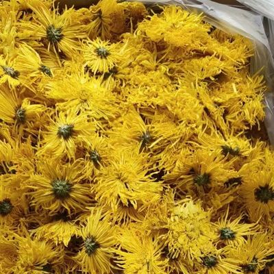 Premium Grade ISO9001 Certified Chrysanthemum Tea Rich in Flavonoids - Jinsihuangju Golden Thread Chrysanthemum