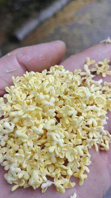 Best Quality Factory Supply Bulk Dried Osmanthus Fragrans Flower for Drinking