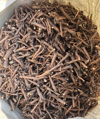 High-Quality Bupleurum (Chai Hu)Dried Bupleurum Root (Radix Bupleurum) from China