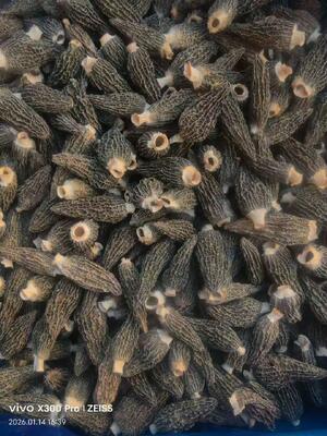 ISO9001 Certified Natural Cultivation Morchella Esculenta Morel Mushroom Dual-Purpose Edible and Medicinal Chinese Herbal Supplement