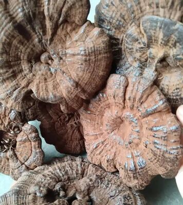 Top Grade 100% Natural Ganoderma lucidum Reishi Mushroom with 2 Years Shelf Life for Traditional Chinese Medicine