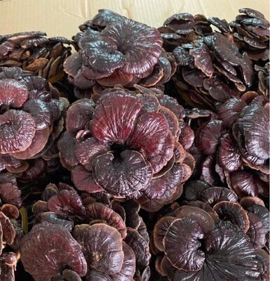 Top Grade 100% Natural Ganoderma lucidum Reishi Mushroom with 2 Years Shelf Life for Traditional Chinese Medicine