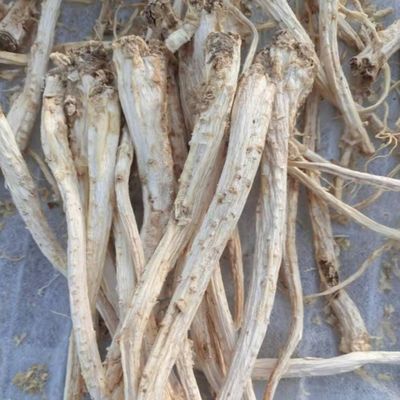 Organic Platycodon Grandiflorus Root Natural Traditional Chinese Medicine Herbs