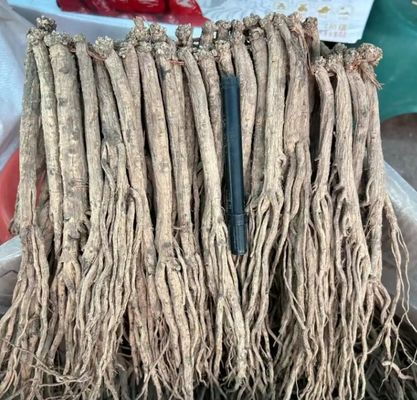 Dang Shen Codonopsis Pilosula Root Chinese Herbal Medicines