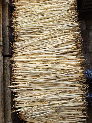 Natural Cultivation Adenophora Root Chinese Herbs for Nourishing and Clearing Lungs